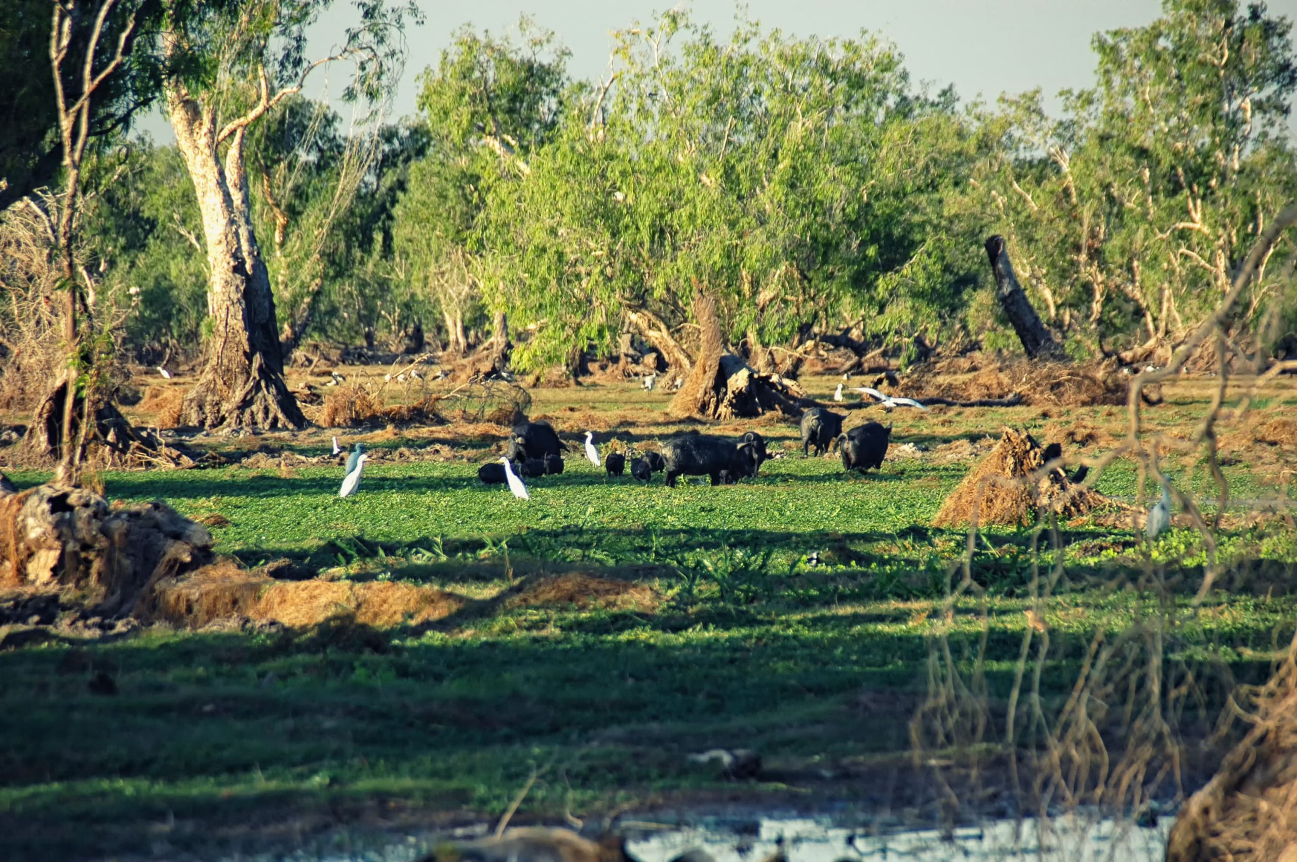 Water Buffalos at Bamurru Plains Lodge