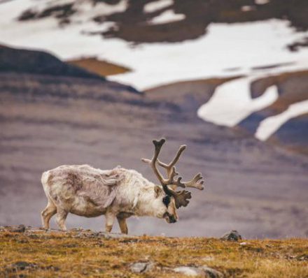 ARRIVAL IN LONGYEARBYEN OR MURMANSK